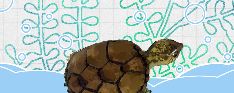 头盔泥龟好养吗怎么养(头盔泥龟难养吗)
