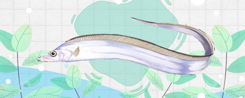 带鱼是深海鱼吗生活在多深的水域(带鱼鱼是深海鱼吗)