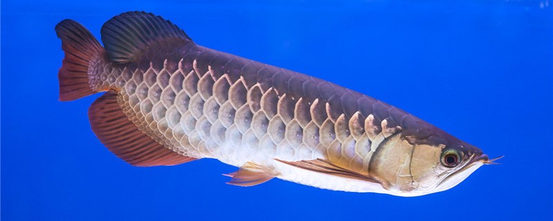 龙鱼掉尾是怎么回事怎么处理(龙鱼掉尾是怎么回事怎么处理呢)