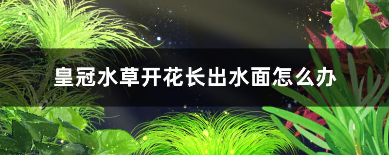 皇冠水草开花长出水面怎么办要剪掉吗(皇冠水草开花结果)
