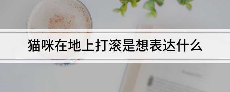 猫咪在地上打滚是想表达什么(猫咪在地上打滚是想表达什么心情)