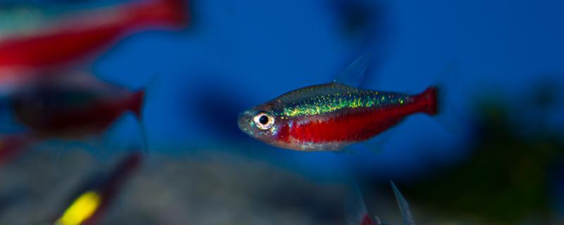 宝莲灯鱼怎么繁殖小苗繁殖时怎么保持水温(宝莲灯鱼如何养才长得快)