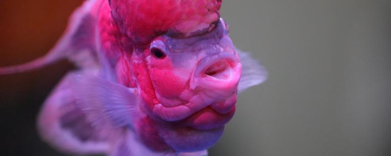 养的鱼嘴巴烂了怎么办如何预防鱼烂嘴(鱼嘴巴有点烂)