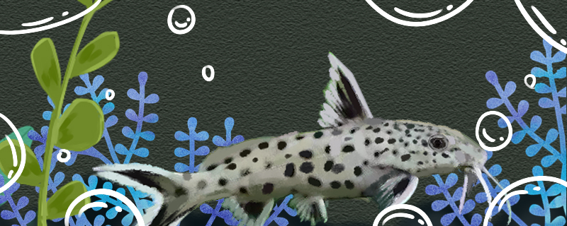 反游猫会咬别的鱼吗能和别的鱼混养吗(反游猫鱼可以混养吗)