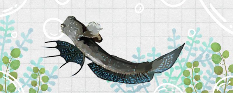 弹涂鱼会爬树吗为什么会爬树(弹涂鱼为什么不会游泳)