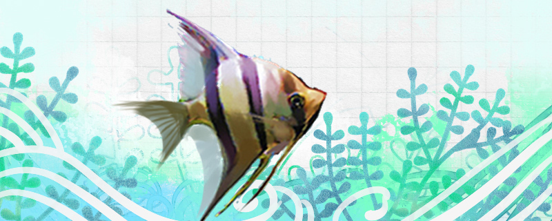 埃及神仙鱼好养吗怎么养(埃及神仙鱼品相鉴别)