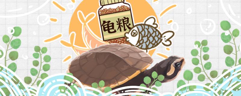 圆澳龟吃鱼粪便吗吃什么(圆奥龟吃鱼粑粑吗)