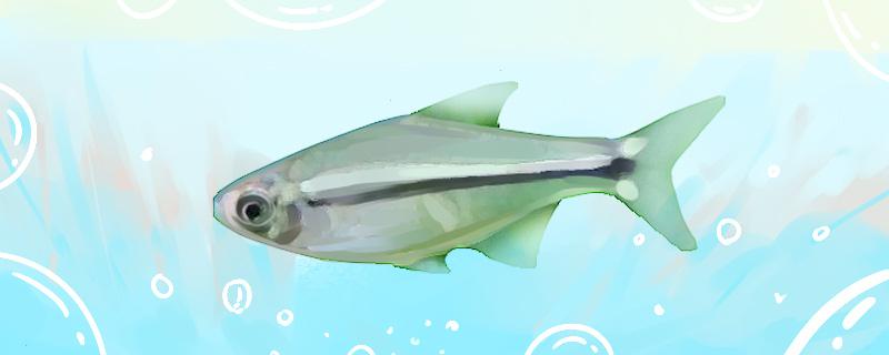 七巧薄荷灯鱼好养吗怎么养(七巧薄荷灯鱼好养吗怎么养比较好)