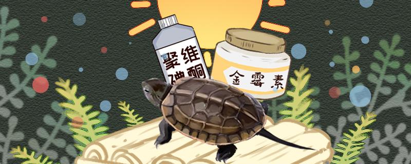 草龟怎么喂食有什么注意事项(草龟怎么吃食)