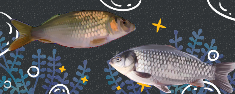 禾花鱼和鲫鱼一样吗有什么区别(禾花鱼和鲫鱼的区别)