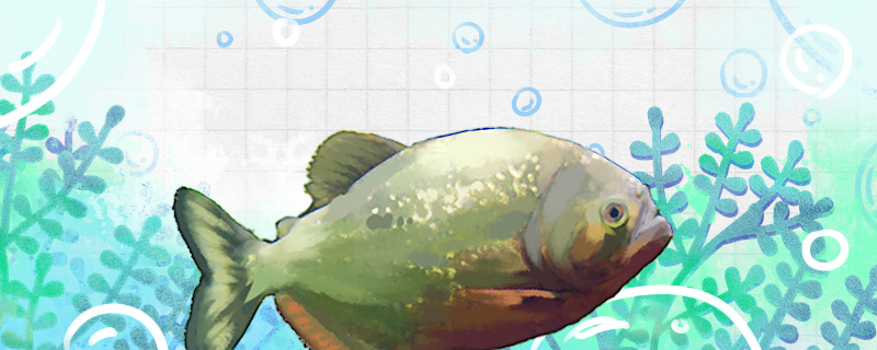 食人鱼真的存在吗真的能吃人吗(食人鱼真的吃人吗十万个为什么)