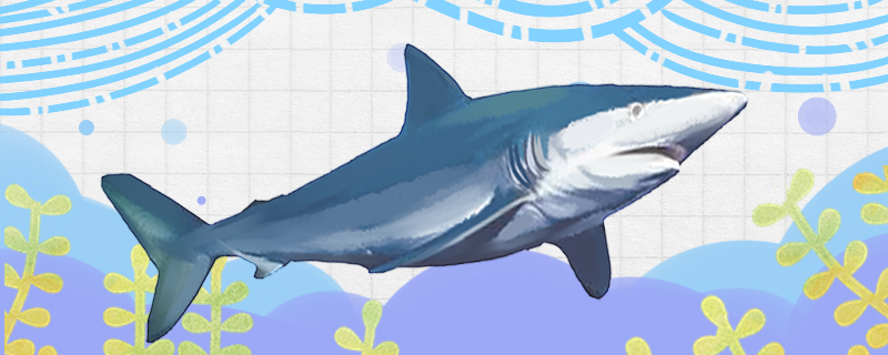 鲨鱼有鱼鳔吗有几个鱼鳔(鲨鱼有鱼肚吗)