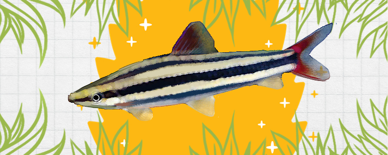 五彩大铅笔鱼好养吗怎么养(五彩铅笔图片)