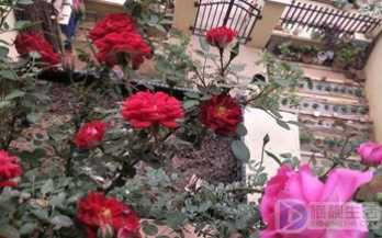 玫瑰到了花期下一句是啥(玫瑰到了花期下一句文案)