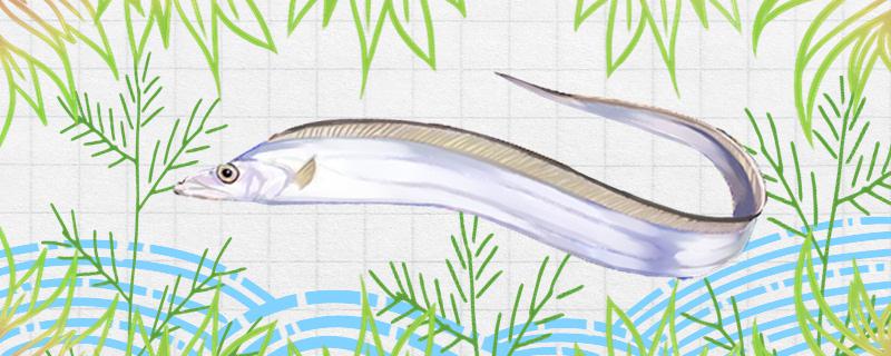 带鱼有人工养殖的吗怎么人工养殖(带鱼能人工养殖不)