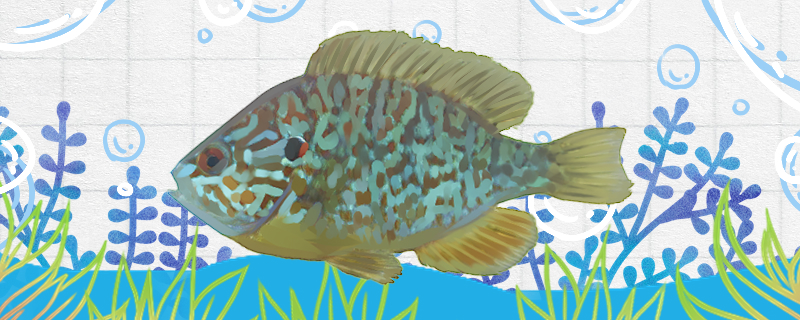 太阳鱼有毒吗毒性大吗(太阳鱼有毒吗毒性大吗视频)