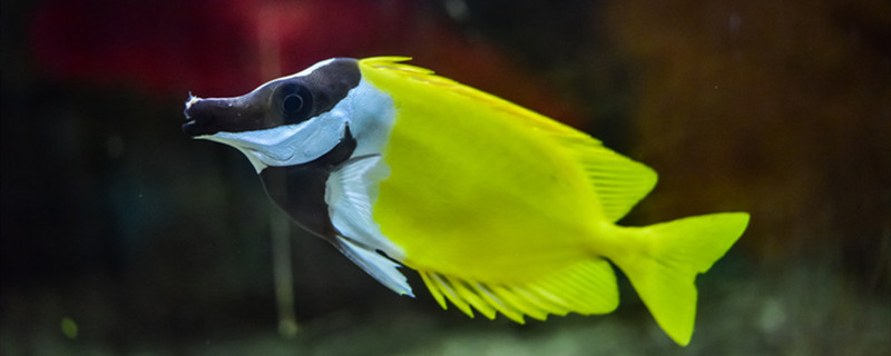 新鱼缸如何消毒鱼缸消毒用什么(新鱼缸怎样消毒效果最好)