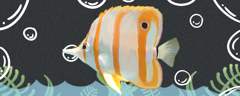 铁嘴鱼好养吗怎么养(铁嘴鱼好养吗怎么养殖)