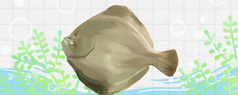 比目鱼又叫什么鱼生活在哪里(比目鱼是什么东西)