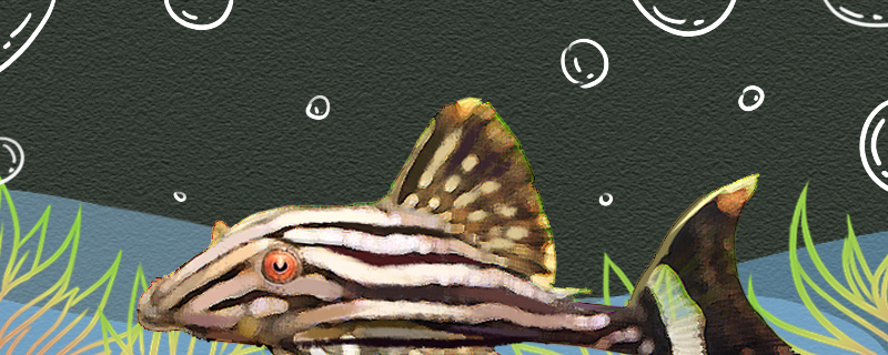 哥伦比亚白金皇冠豹好养吗怎么养(哥伦比亚白金皇冠豹异型鱼)