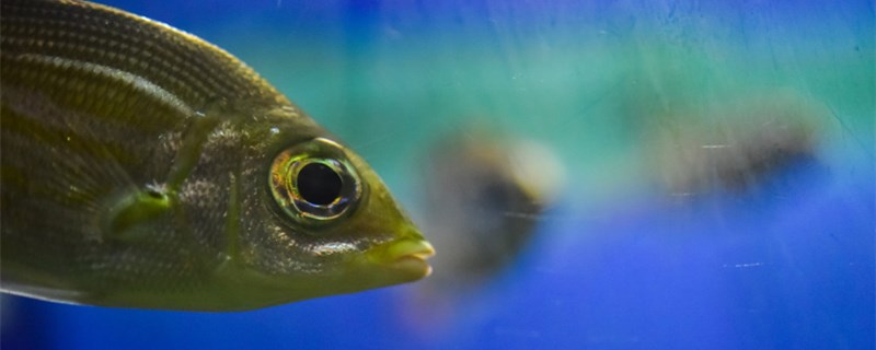 养鱼不用氧气泵可以吗什么时候需要充氧(养鱼不用增氧泵可以吗)