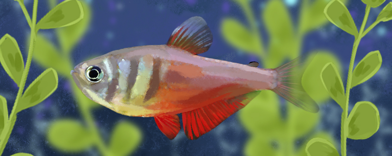 火焰灯鱼好养吗怎么养视频