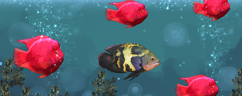 鱼缸每天换水好吗换水太勤有什么坏处(鱼缸每天都换水)