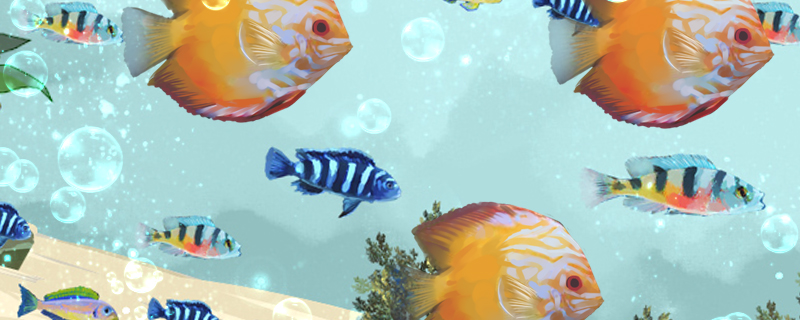 七彩神仙鱼可以和龙鱼混养吗