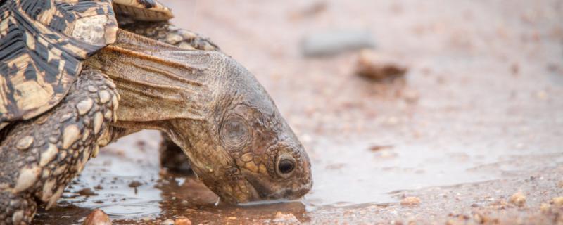 家养乌龟冬眠注意事项有哪些如何安全冬眠(家养乌龟如何冬眠过冬)