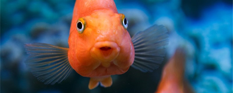 鱼缸里的灯起什么作用除了照明还能干啥(鱼缸中的灯起什么作用)