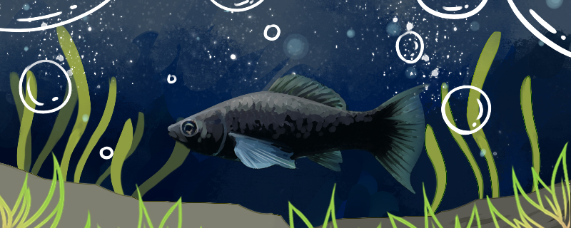 吃黑毛藻的工具鱼哪个好什么鱼食藻效率高(吃黑毛藻的鱼有哪些)