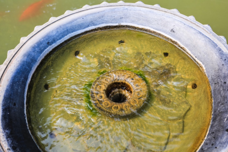 锦鲤多久换一次水用什么水养好呢