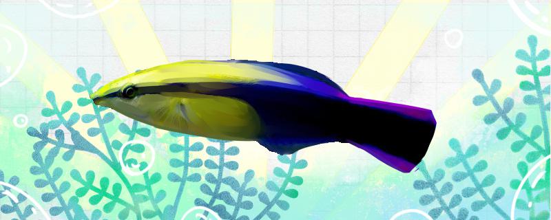 金医生鱼好养吗怎么养(金医生看病)