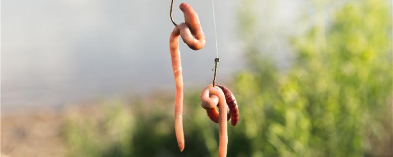 野钓鲫鱼可以用蚯蚓吗怎么挂钩(钓鲫鱼挂蚯蚓用什么鱼钩比较好)