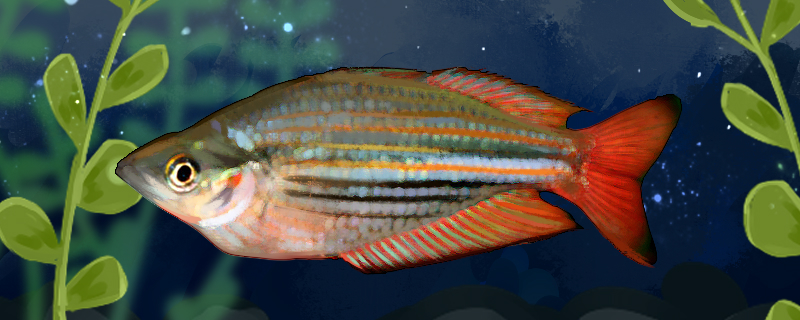 红尾美人鱼好养吗怎么养(热带鱼红尾美人)