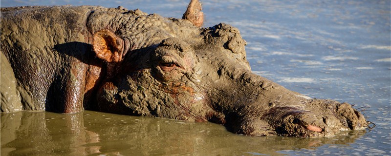 河马是马吗为什么叫河马(河马被称为什么)