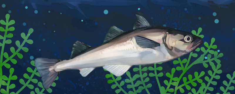 无头鱼是什么鱼是海水鱼还是淡水鱼(无头鱼到底是什么鱼)