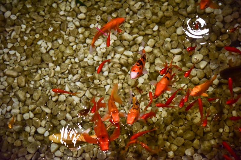 锦鲤多久换一次水用什么水养好呢