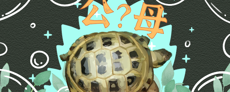 俄罗斯陆龟怎么分公母公母能一起养吗(俄罗斯陆龟图片)