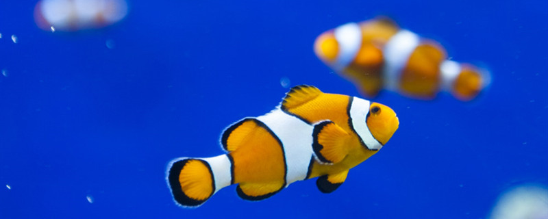 鱼死了为什么还会动鱼死后有什么表现(为什么鱼死了还会动多久)