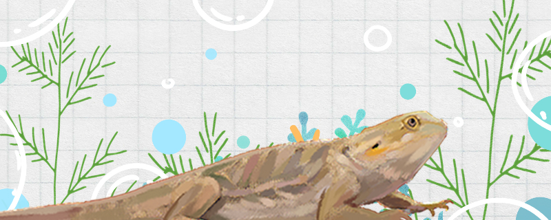 蜥蜴会蜕皮吗多久蜕皮一次(蜥蜴蜕皮是怎么回事)