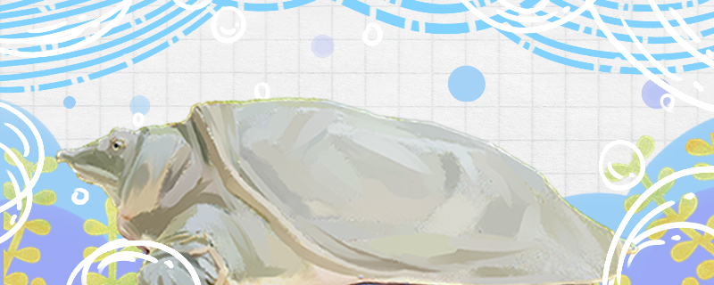 乌龟和鳖的区别是什么乌龟有哪些特征呢