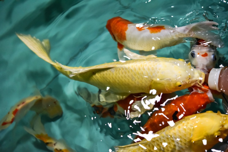 锦鲤多久换一次水用什么水养好呢