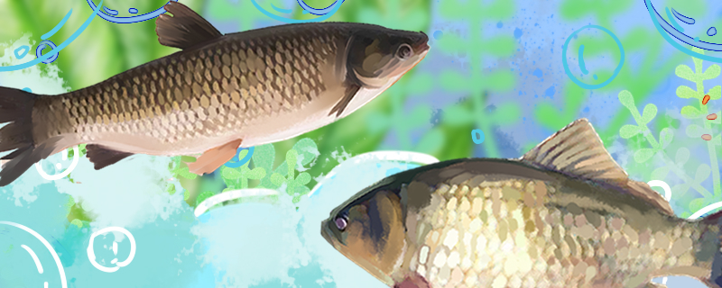 鲫鱼和草鱼有什么不同