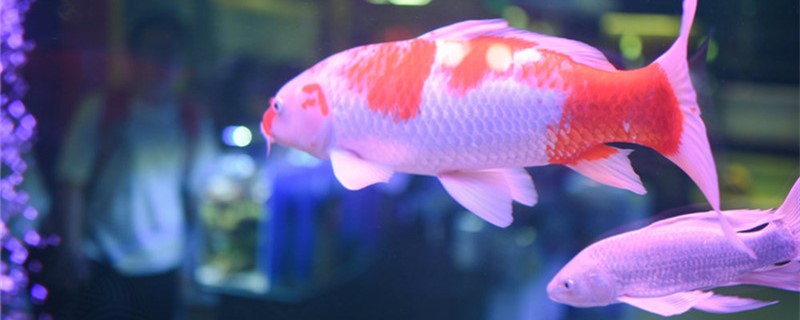 锦鲤多久换一次水用什么水养好(锦鲤多久换一次水用什么水养好呢)