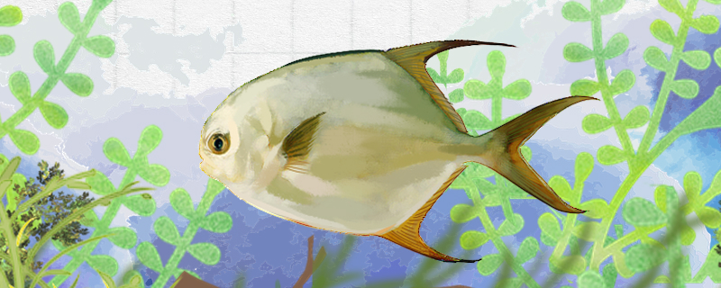 金鲳鱼和鲳鱼一样吗有什么区别(鲳鱼和金鲳鱼是一种鱼吗)