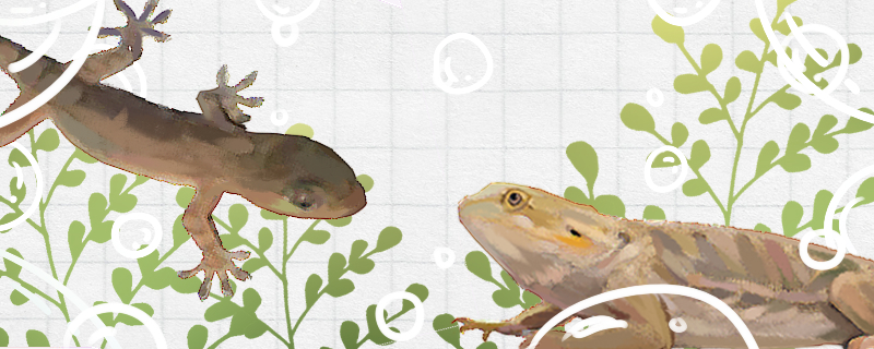 蜥蜴和守宫一样吗有什么区别(蜥蜴和守宫的区别)