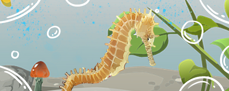 海马是不是鱼类?为什么?