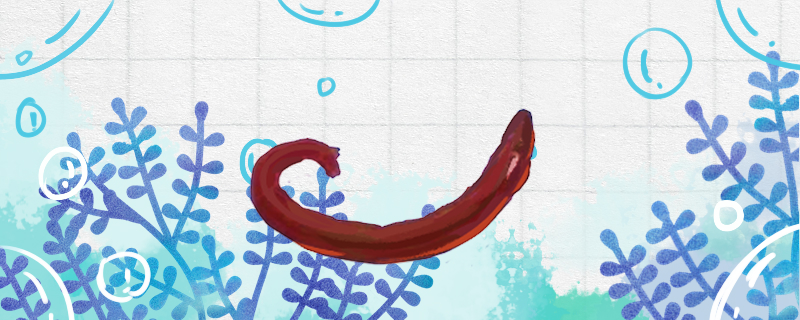 红虫可以喂什么鱼