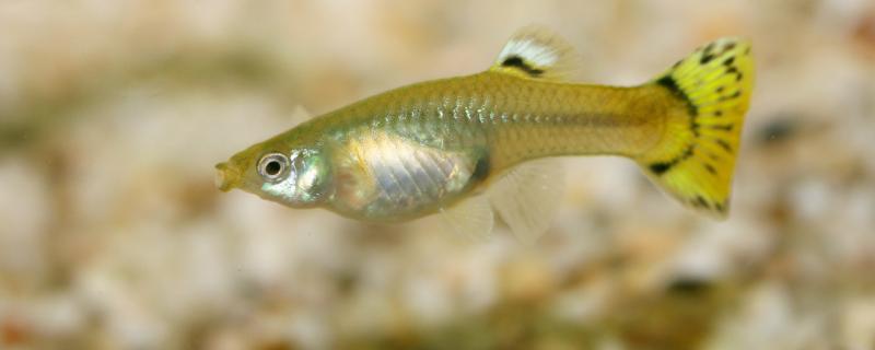 孔雀鱼下崽的小鱼需要分开吗